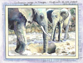 Tintswalo Lodge - Elephants at our window