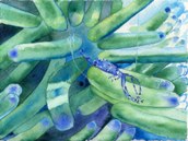 Ghost Shrimp in an anemone 