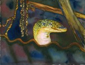 Akiv & Maron Island -Monitor Lizard