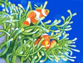 Clown fish Underwater