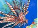 Lionfish