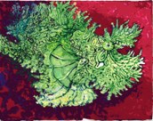 Planet Rock Dive Site
Saw Lacy Scorpion Fish