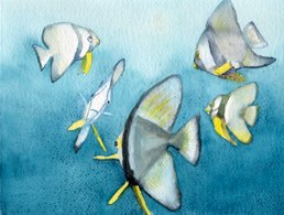 Bat fish on sunken Japanese war ship