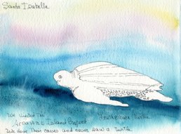 Arnavons Island a project for Leatherback Turtles