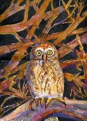 Kruger pearl spotted owl
