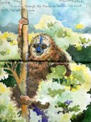 May 1 Lemurs at Ranomafana
